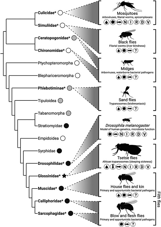 diptera.jpg